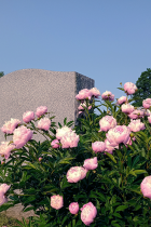 Peonies next to a granite grave marker at Rose Hill Cemetery