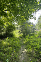 Natural surface hiking path at Latimer Woods Park in Bloomington, Indiana